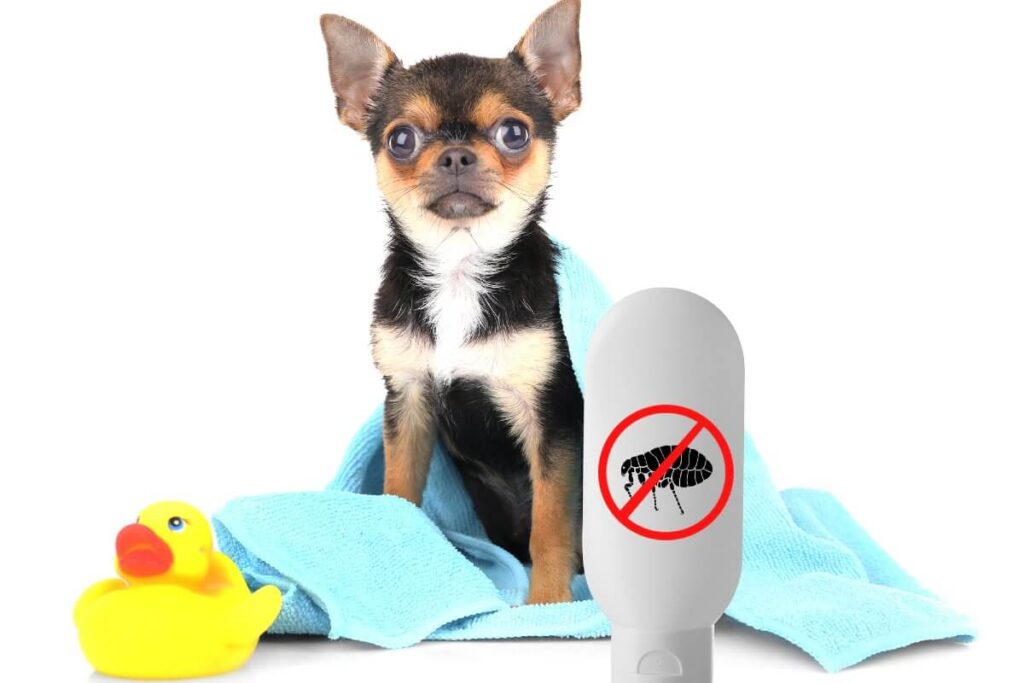 Most Reliable Flea and Tick Preventatives for Dogs