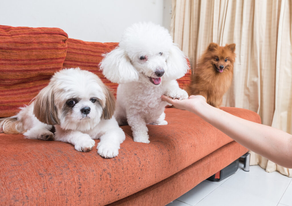 Best Couch Covers to Protect your Furniture from Dog Hair Every