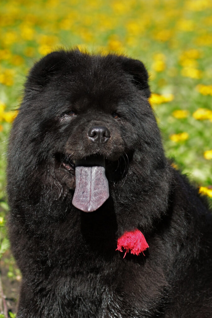 Blue Tongued Teddy Bears Top 15 Facts About The Chow Chow Breed Blue Tongued Teddy Bears Top 15 Facts About The Chow Chow Breed