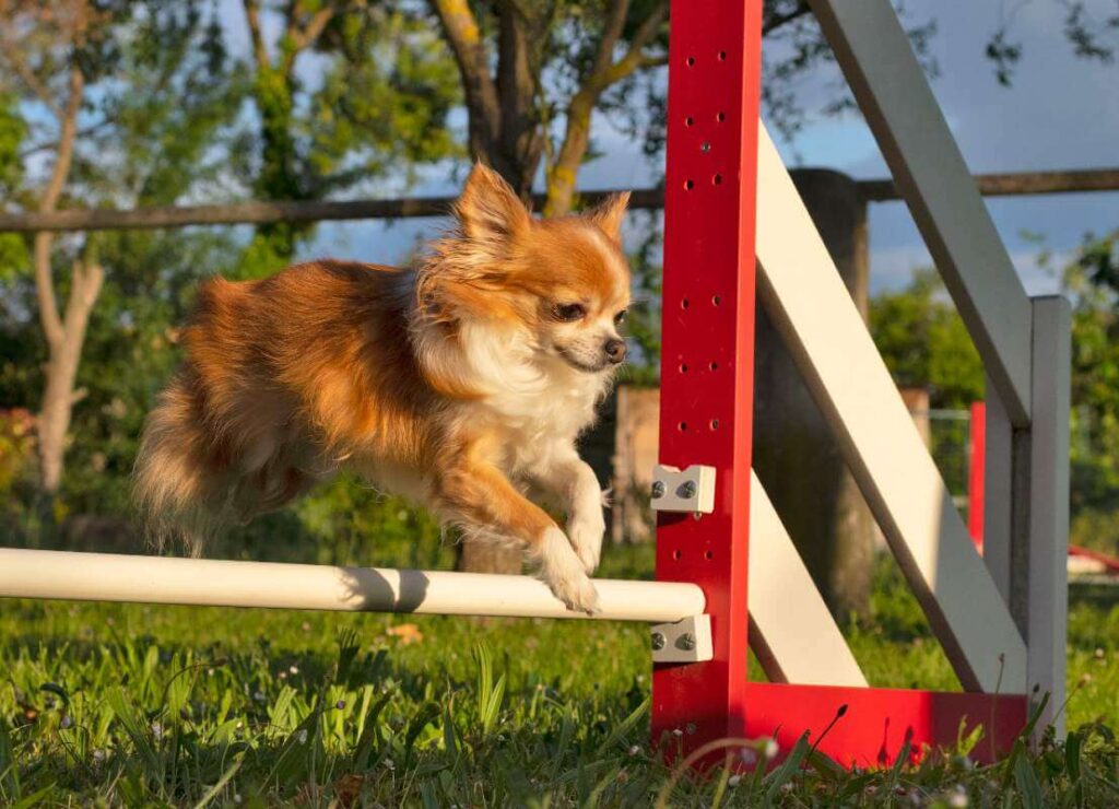 Benefits of Agility Training For Your Dog