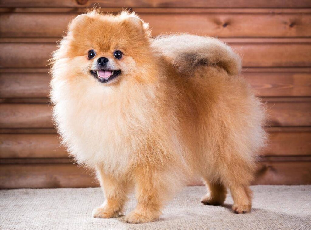Best Guide to Owning a Pomeranian