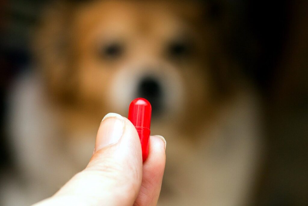 Common Arthritis Medication For Dogs