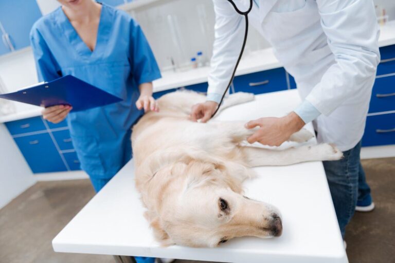 Common Intestinal Parasites in Dogs
