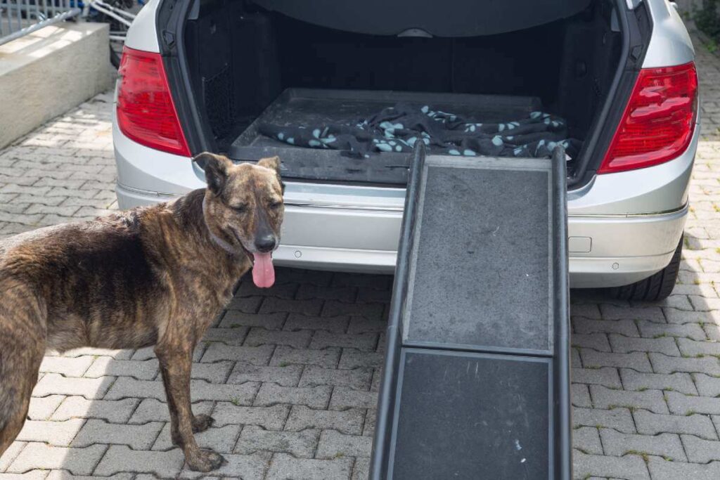 How a Dog Ramp Can Optimize Your Dog's Mobility
