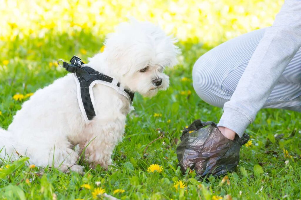 How to Keep Your Pup From Eating Poop