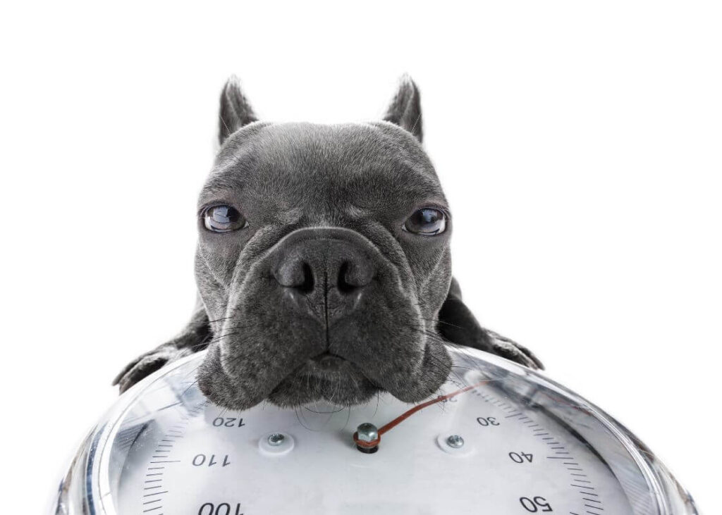 How to Put Your Dog on a Weightloss Diet