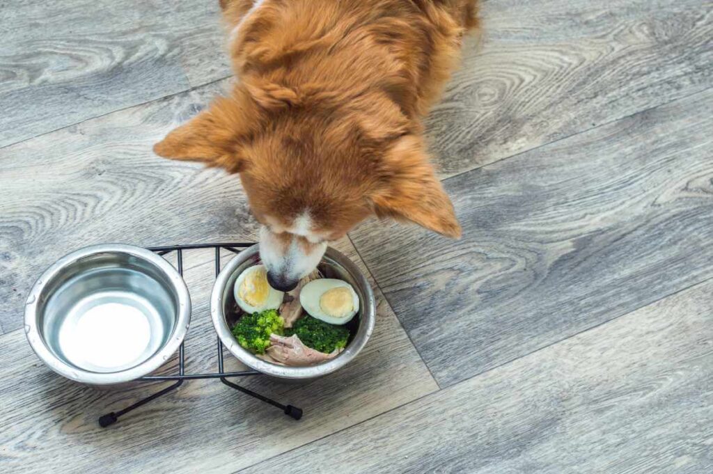 Human Foods That Are Dog Foods Too