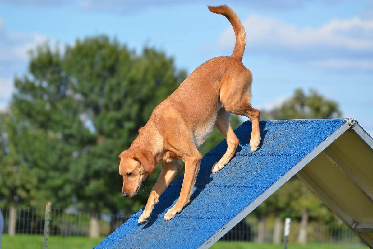 How To Build An Outdoor Dog Ramp?