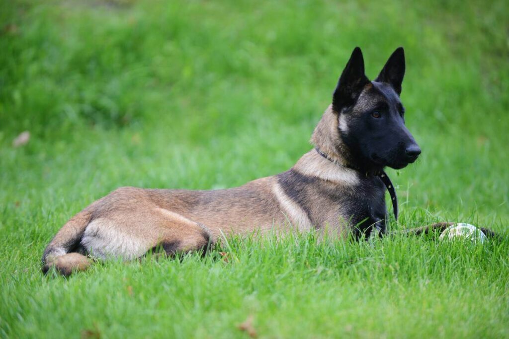 The Belgian Malinois