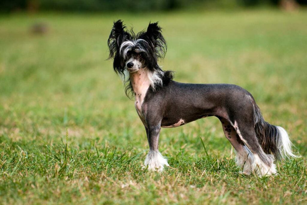 The Chinese Crested Dog