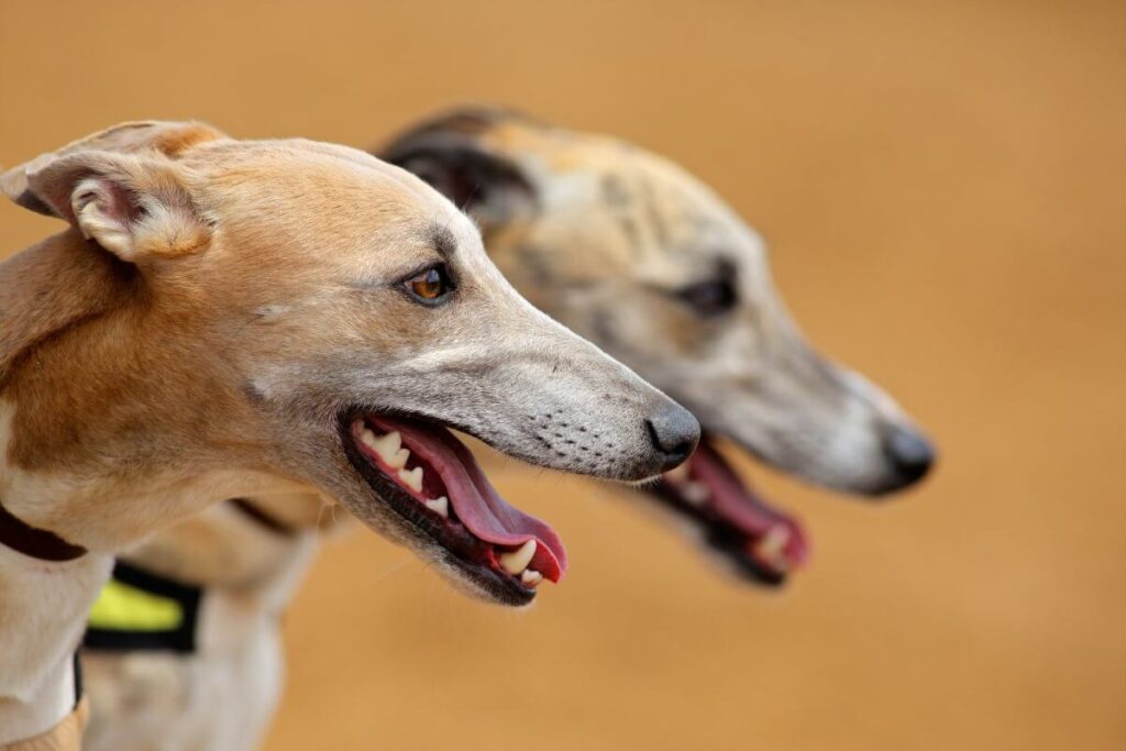 The Greyhound Breed Top 10 Facts