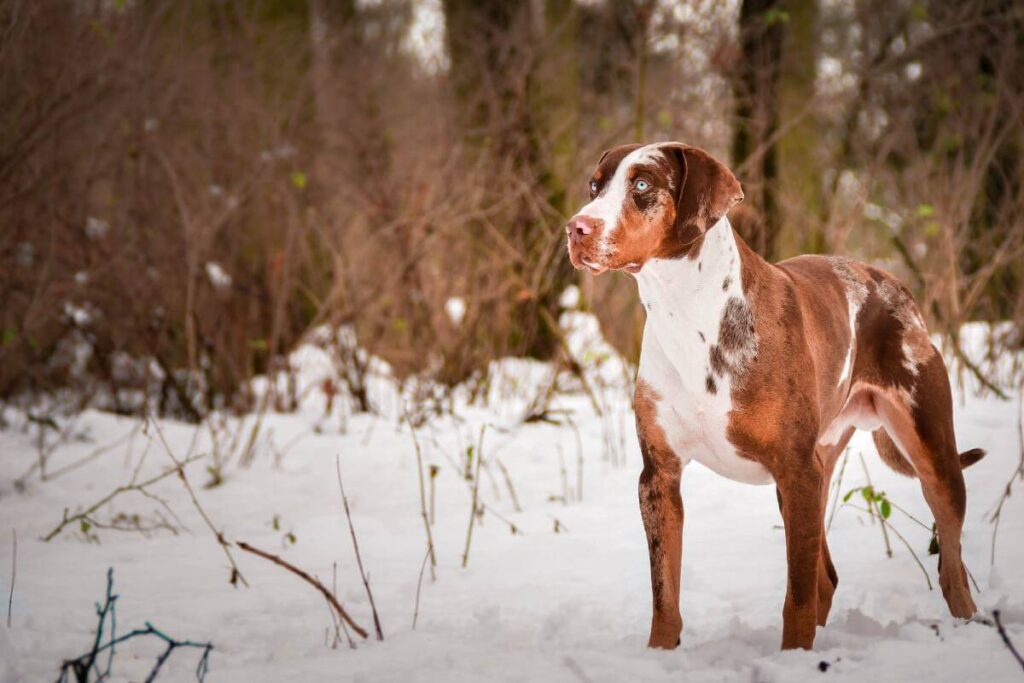 The Mysterious Catahoula Leopard Dog
