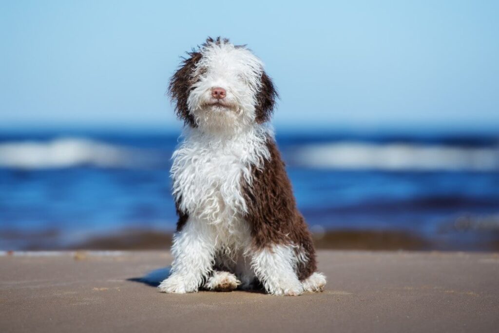 The Spanish Water Dog