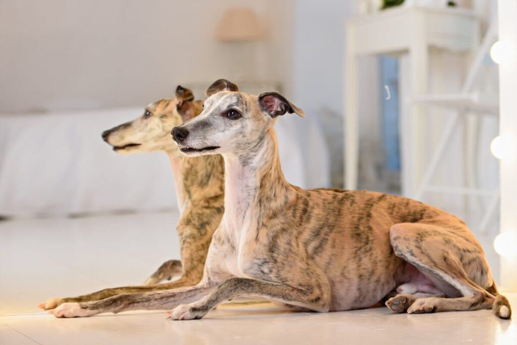 The Whippet Breed