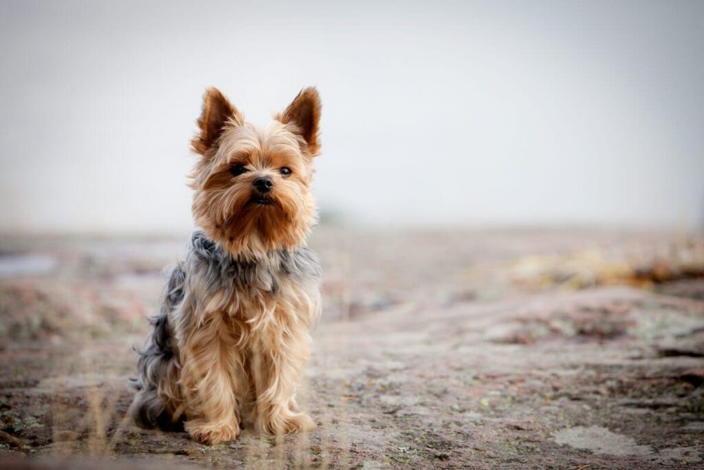 The Yorkie Mystique