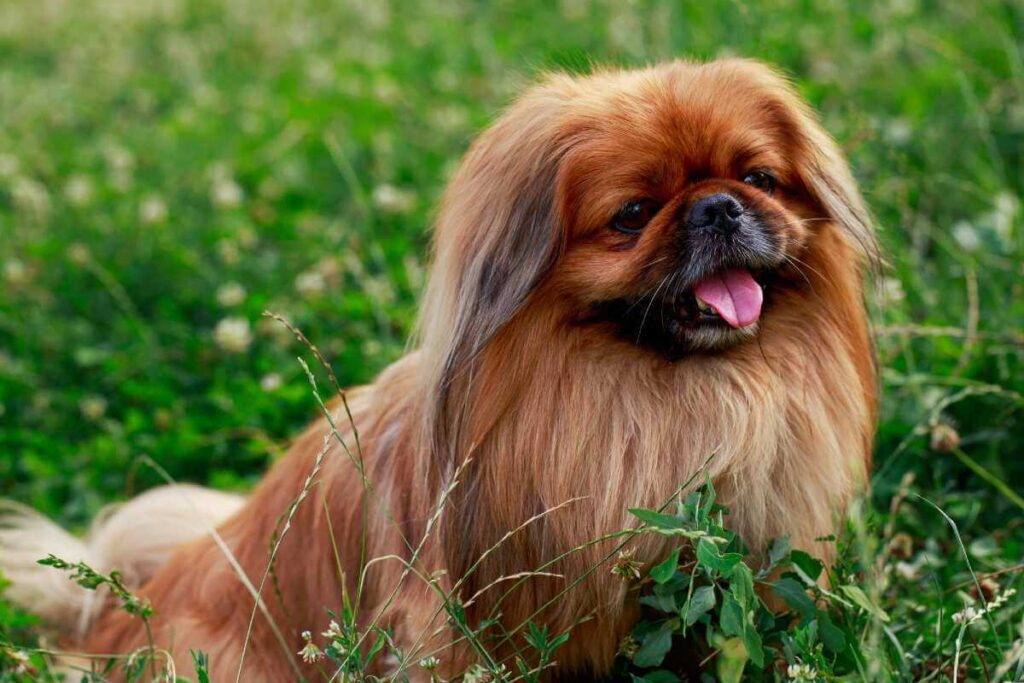 Your Best Pekingese Informational Guide