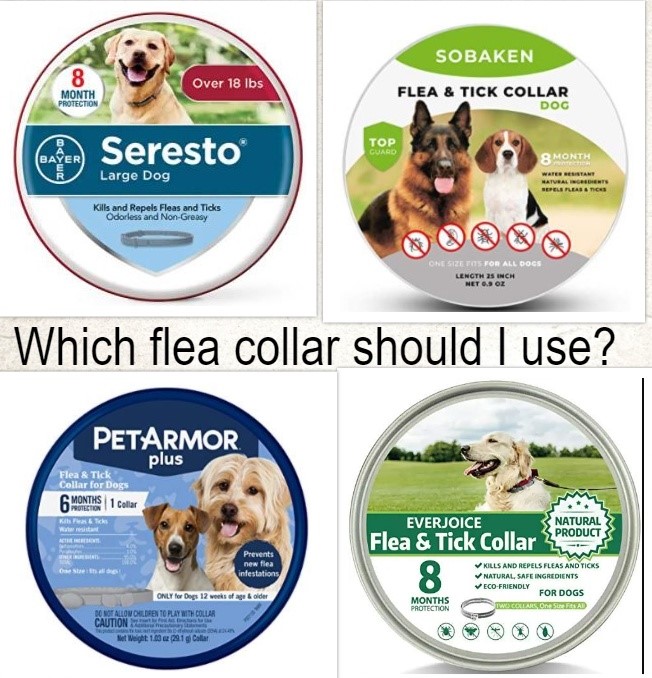 6 Important Things to Consider when Choosing a Flea Collar Every