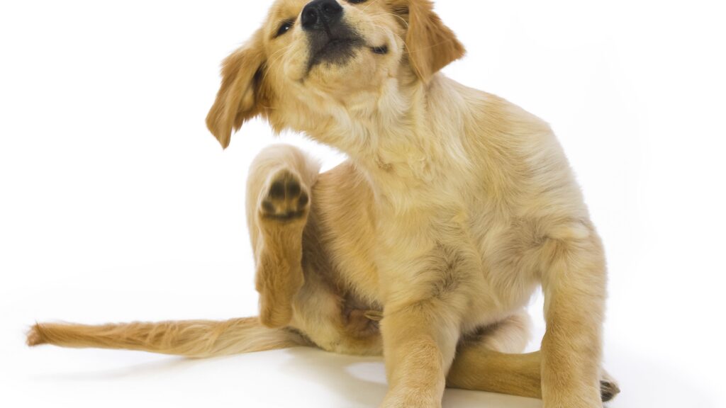 Why is My Dog Itching and Scratching Like Crazy?