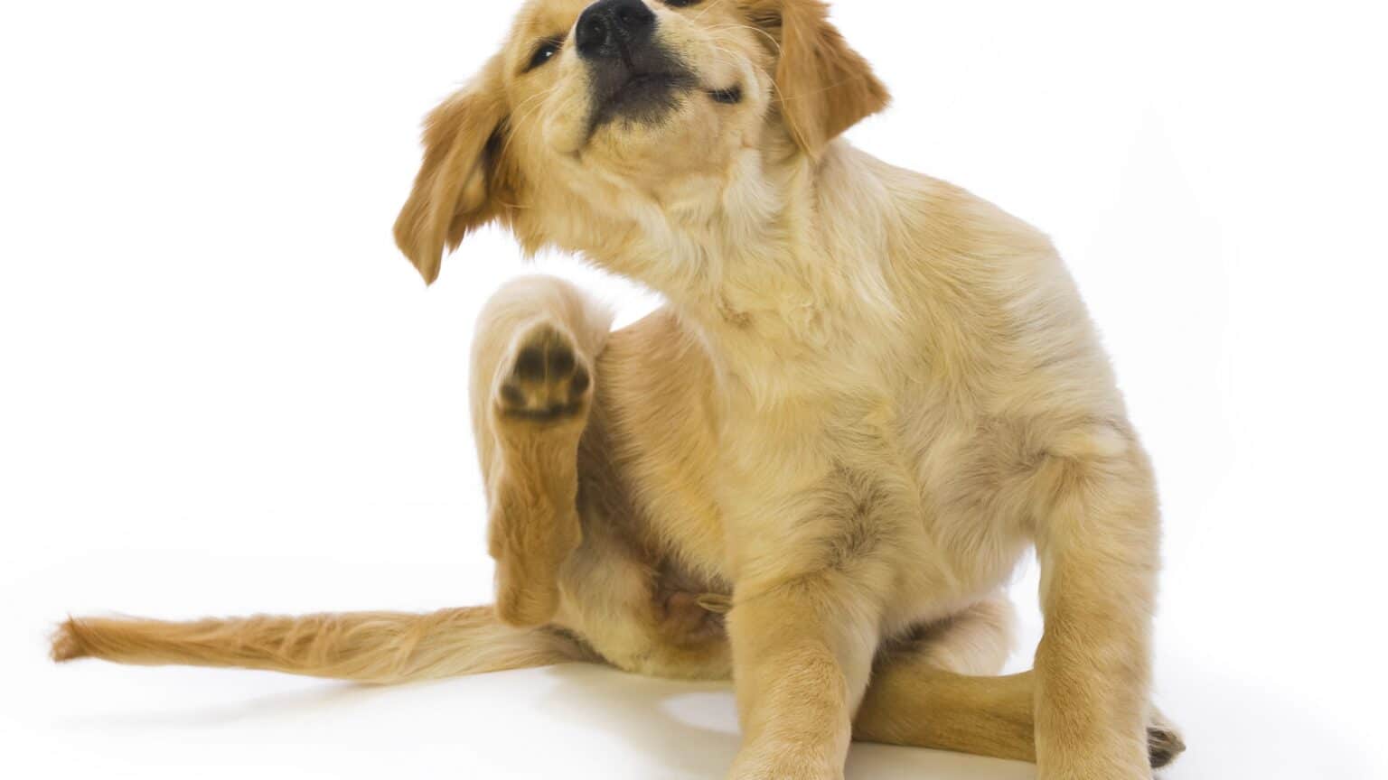 Why is My Dog Itching and Scratching Like Crazy?