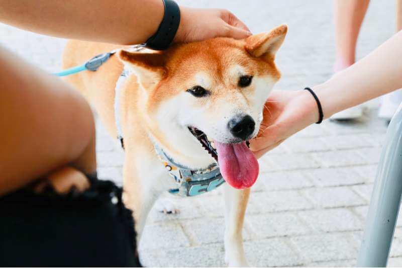 petting a shiba inu