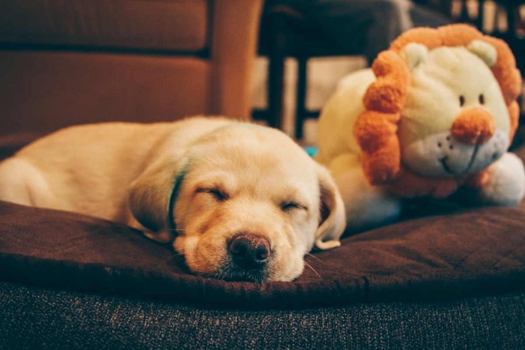 cute golden retriever pup sleeping