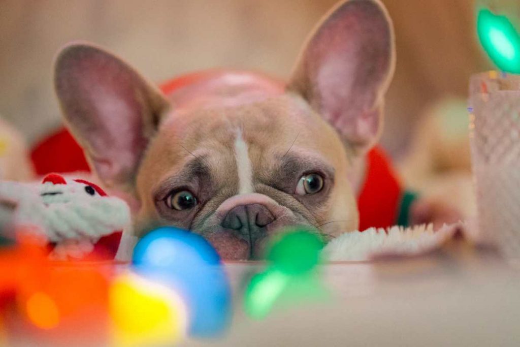 cute dog wearing red christmas sweater
