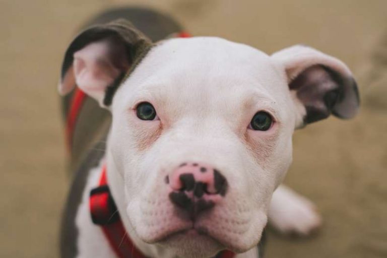 8 Best Affordable Dog Foods For Pitbulls Every Creature Counts