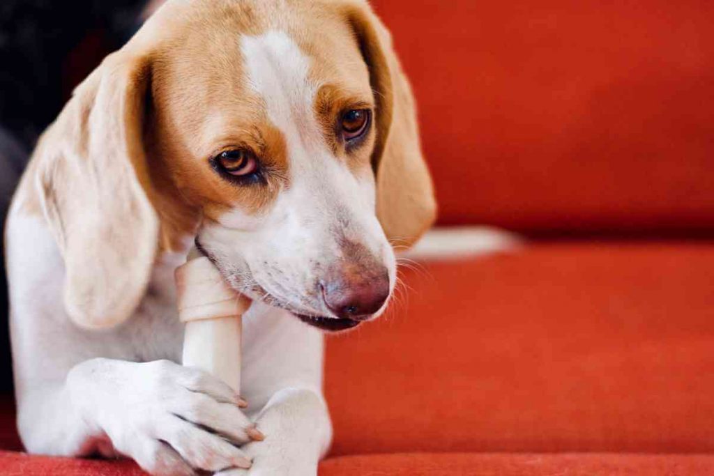 The 8 Best Chew Bones For Dogs Every Creature Counts