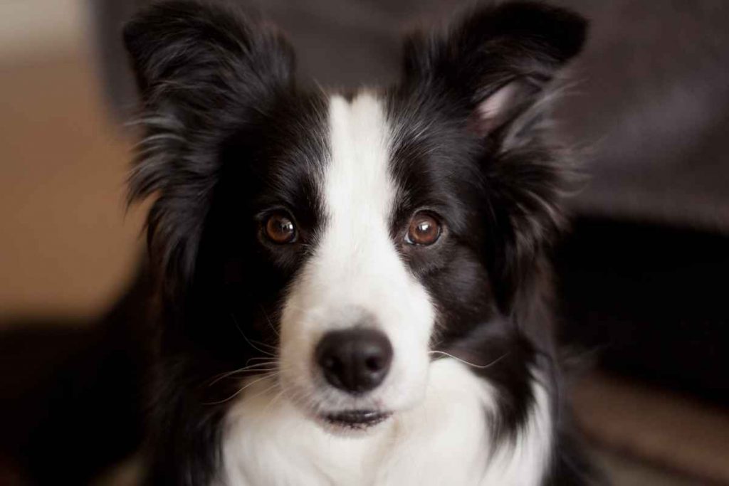 border collie mix