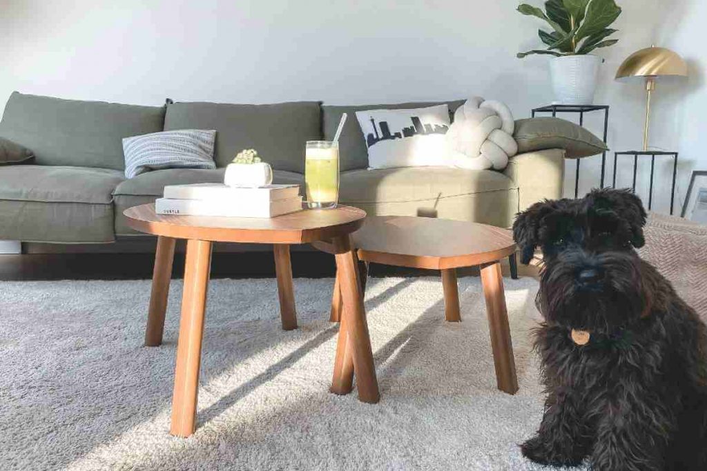 black dog sitting on a carpet