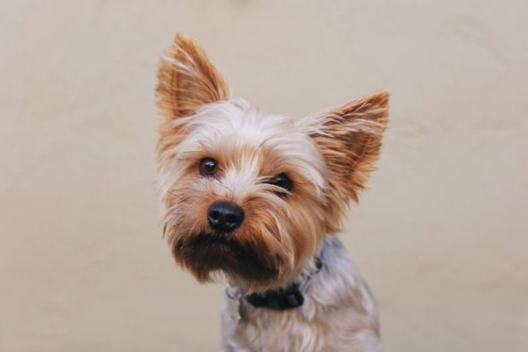 How Long do Yorkies Live? Average Yorkie Lifespan