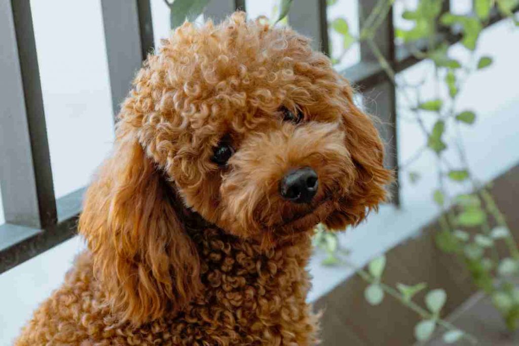 best dog clippers for poodles