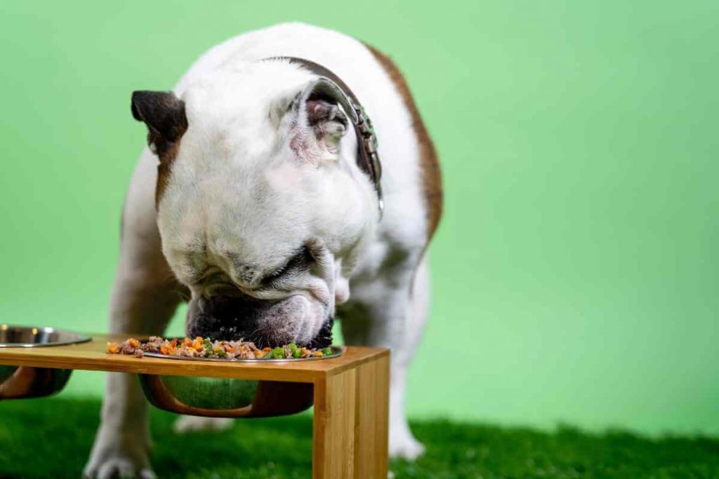 Best elevated dog bowls