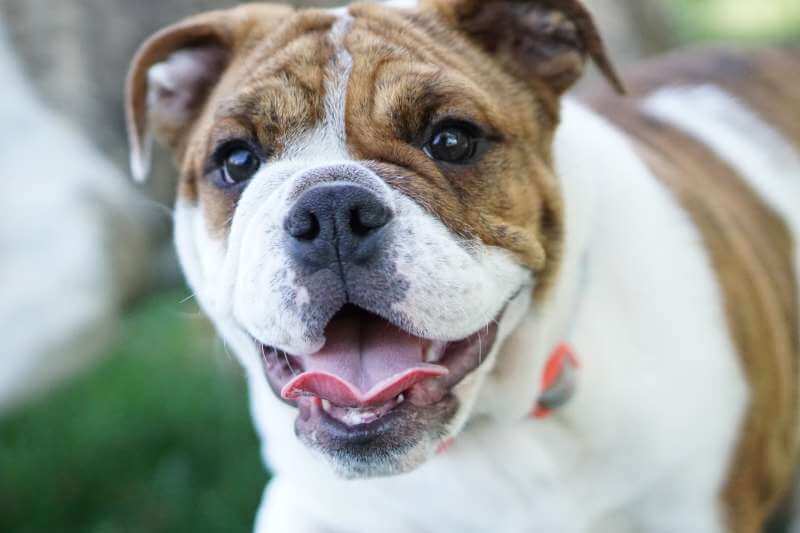 english bulldog puppy