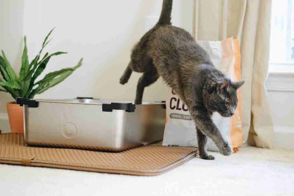 Cat walking away the litter box