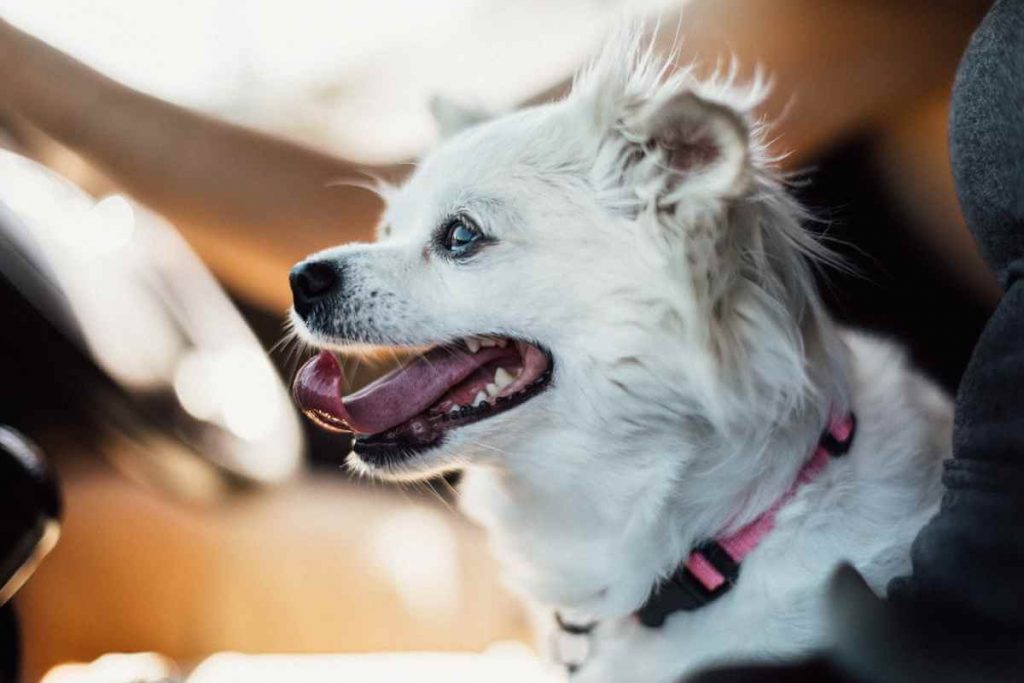 best dog car harness