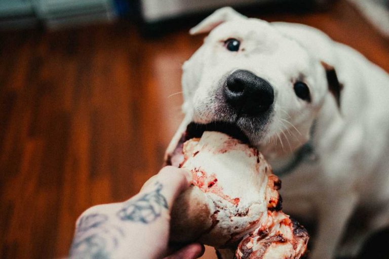 Can Dogs Have Ham Bones? Risks Of Giving Ham To Your Dog