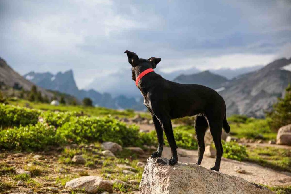 black dog looking at mountains