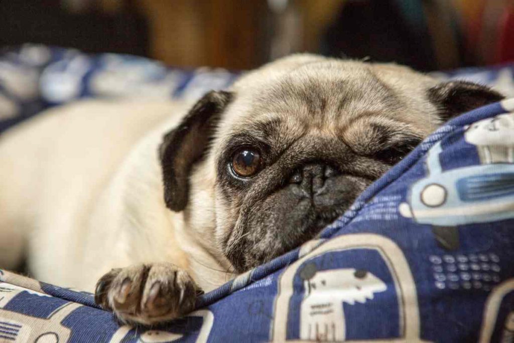 little pug dog in bed