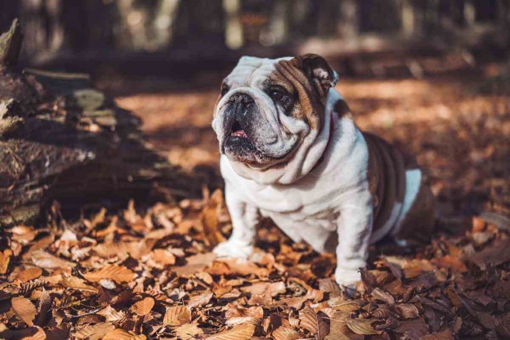how long do english bulldogs live