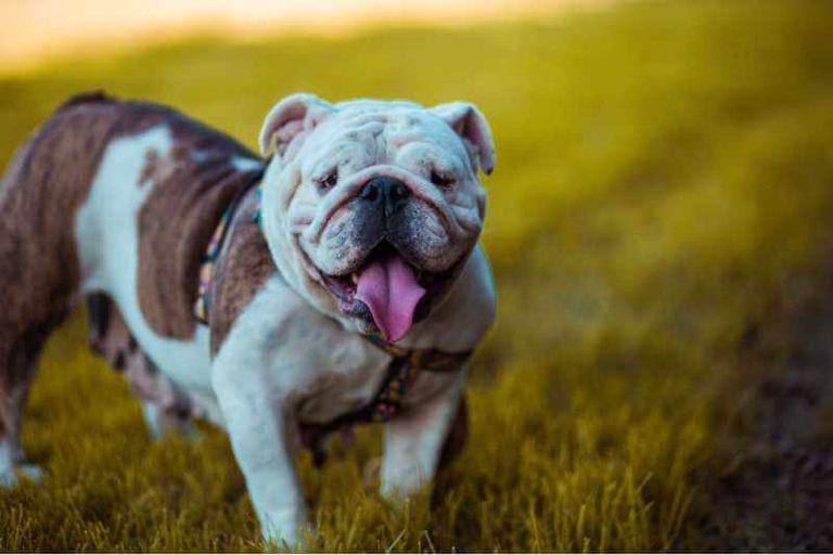 How Long Do English Bulldogs Live? Bulldogs Average Lifespan