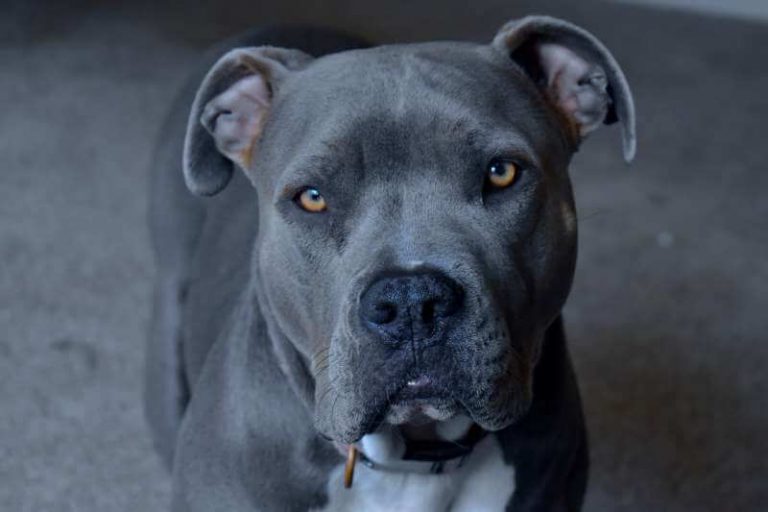 The World's Most Dangerous Dog Top 12 Aggressive Dog Breeds