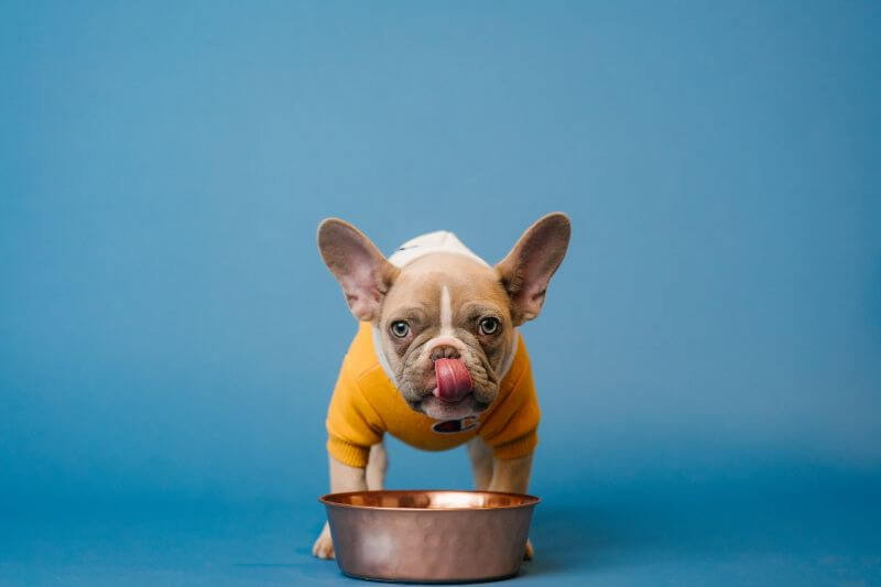 hungry dog with his food bowl