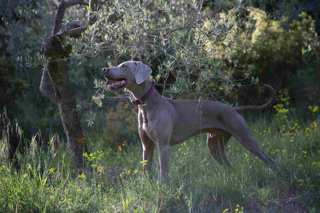 large grey dog outdoors wearing maroon collar