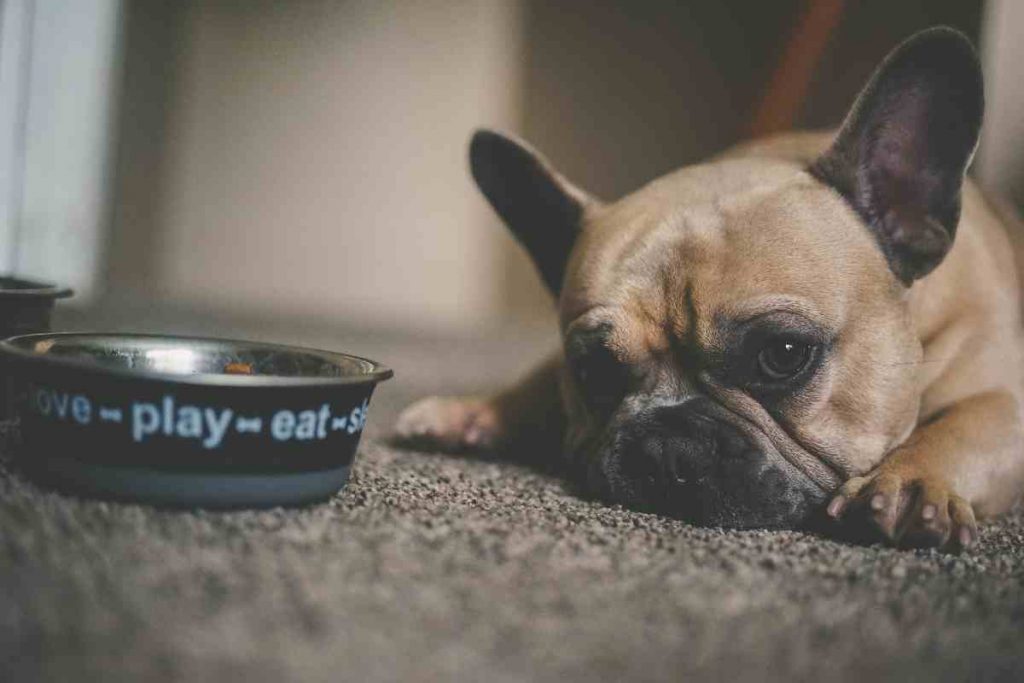 French bulldog with his food bowl