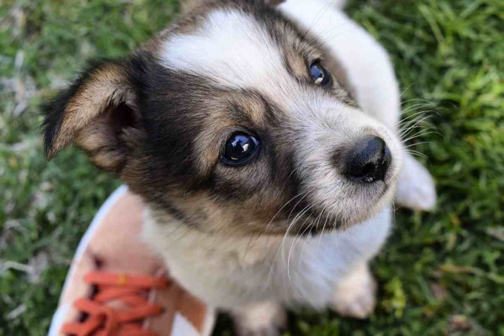 Best artificial grass for dogs