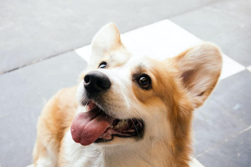 brown and white corgi