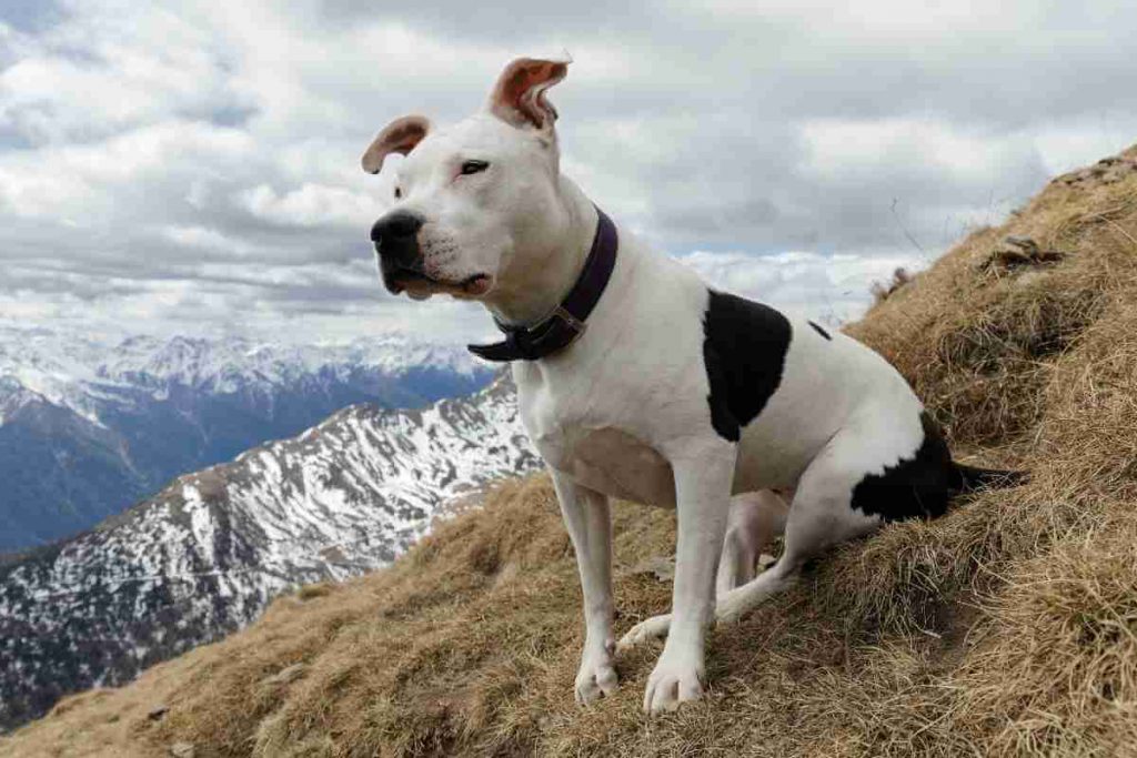 collars for pitbulls