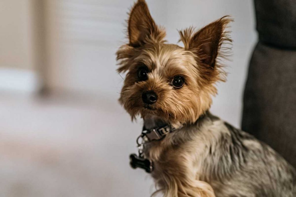 How Long do Yorkies Live? Average Yorkie Lifespan