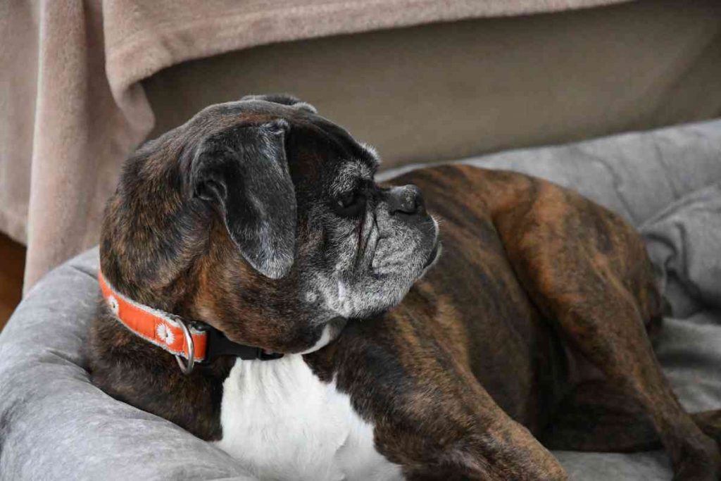 best dog beds for boxers
